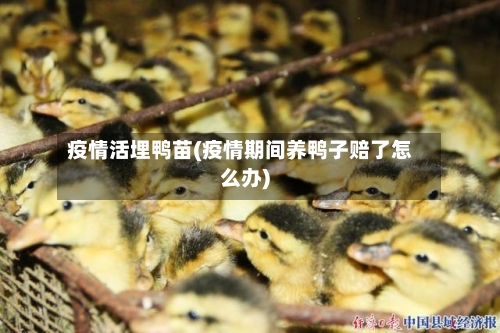疫情活埋鸭苗(疫情期间养鸭子赔了怎么办)